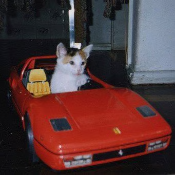 $RARI Logo - Cat in Ferrari